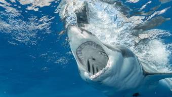Tubarão branco arranca cabeça de pescador em raro ataque no México