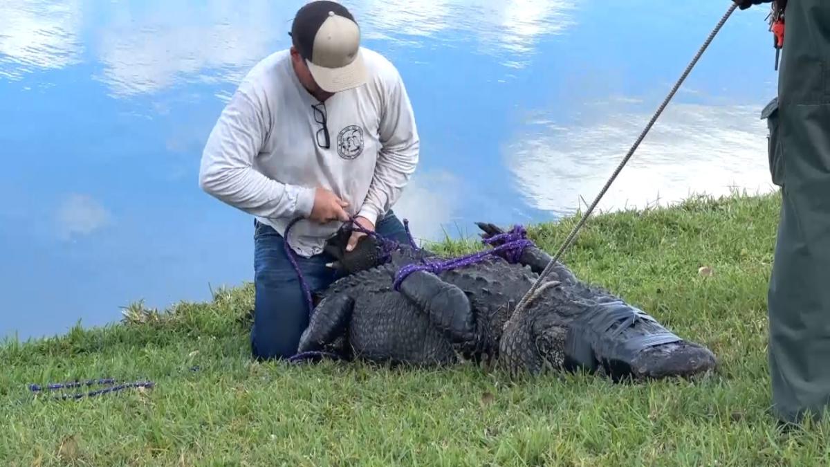 Crocodilo de 3 metros mata idosa em comunidade de aposentados na Flórida