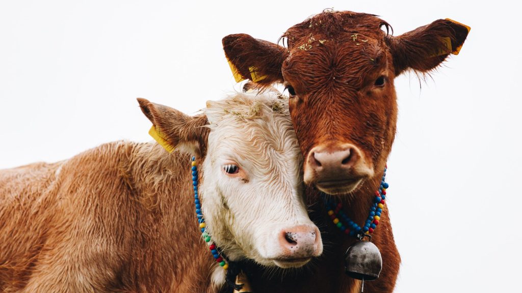 Após confirmar caso de ‘vaca louca’, Brasil suspende exportações de carne bovina à China