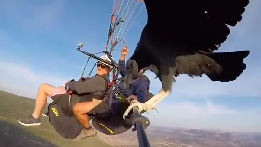 Vulture Grabs a Ride on Paraglider’s Selfie Stick Mid-Flight