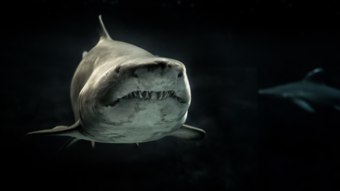 Pescadores encontram restos mortais em víscera de tubarão na Argentina