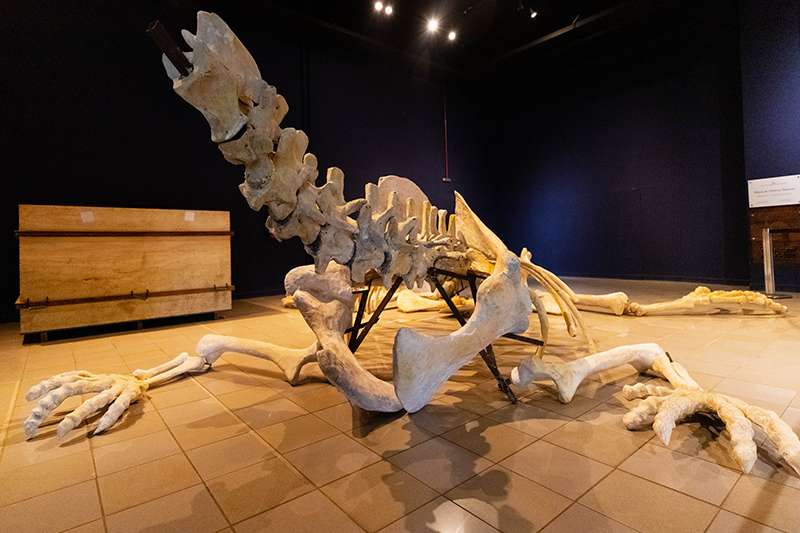 Fóssil do maior jacaré que habitou o planeta é exibido no museu da PUC Minas | O TEMPO