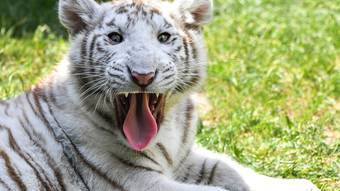 Filhote de tigre branco é encontrado em rua da Grécia