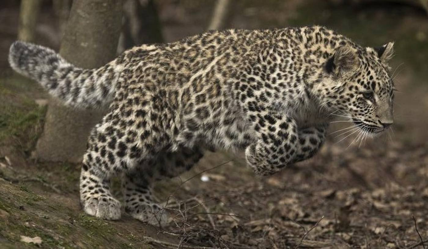 Wild Persian Leopards Make a Roaring Comeback in Russia’s Mountains
