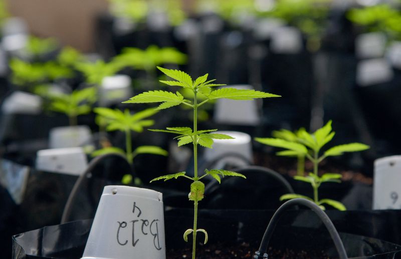 STJ chama para si decisão sobre cultivo de cannabis no Brasil e pode autorizar plantio - ISTOÉ DINHEIRO