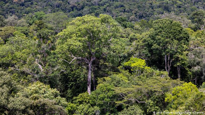 "Garimpo ameaça santuário de árvores gigantes na Amazônia" - ISTOÉ DINHEIRO