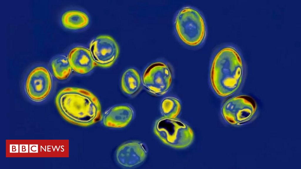A infecção mortal por fungo que se espalha pelos EUA - BBC News Brasil