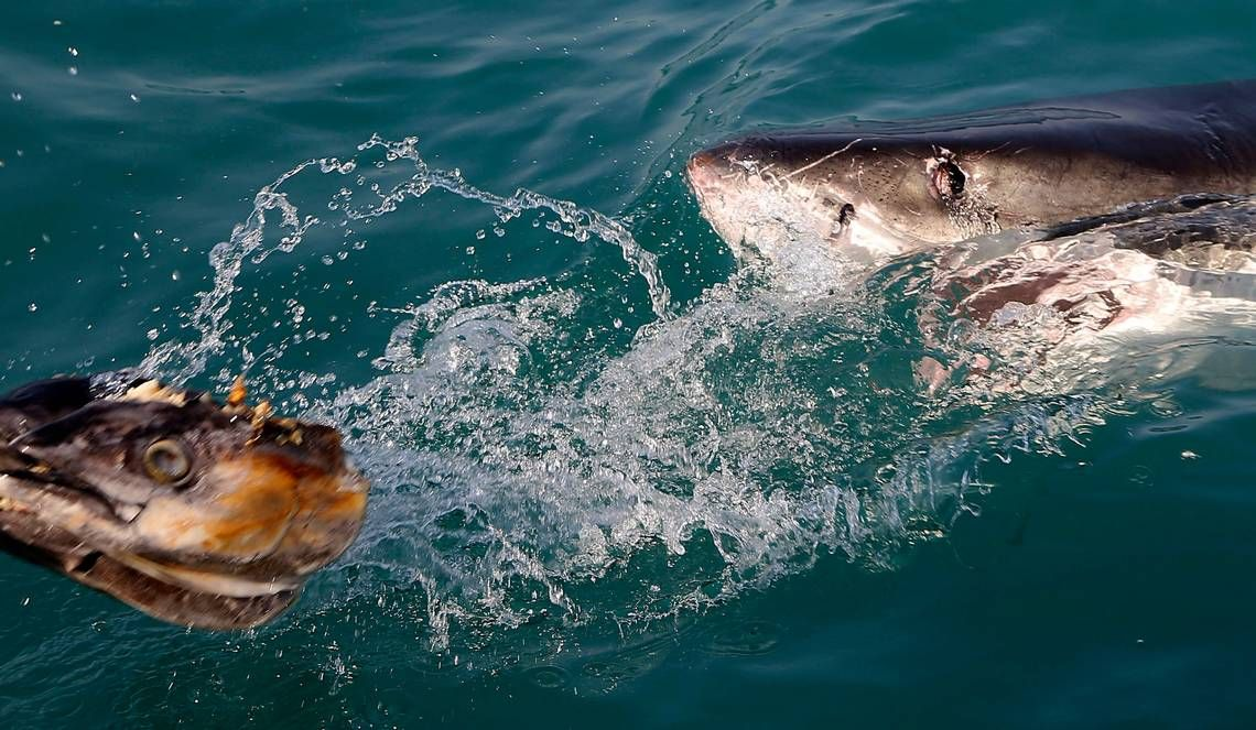 ‘Catastrophic’ shark attack critically injures Australian spearfisher, officials say