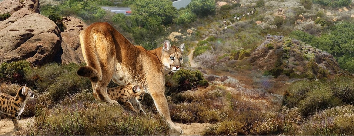 World’s Biggest Wildlife Crossing Will Protect Animals From Drivers on the 101 in Los Angeles