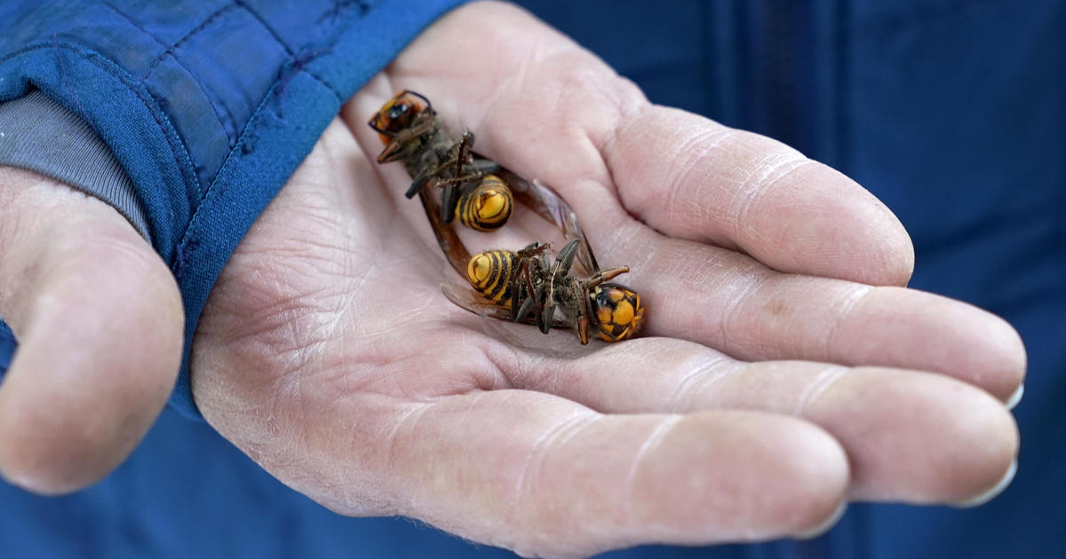 Scientists kill 85 "murder hornets" and capture 13 alive: "This is only the start"