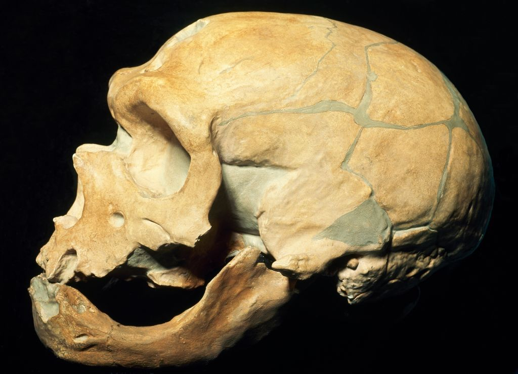 Much of What We Thought About Neanderthals Was Wrong. Here’s Why That Matters