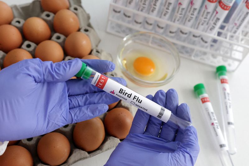 Chile detecta primeiro caso de gripe aviária em humano - ISTOÉ DINHEIRO