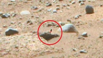 Pesquisador amador afirma ter visto planta rosa em Marte: 'Alucinante'