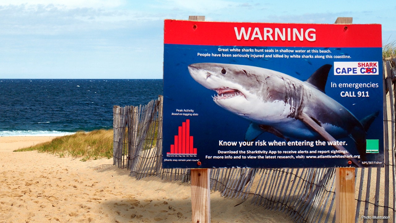 Video of shark attacking snorkeler in Maldives resurfaces; tourist was left with 6-inch wound