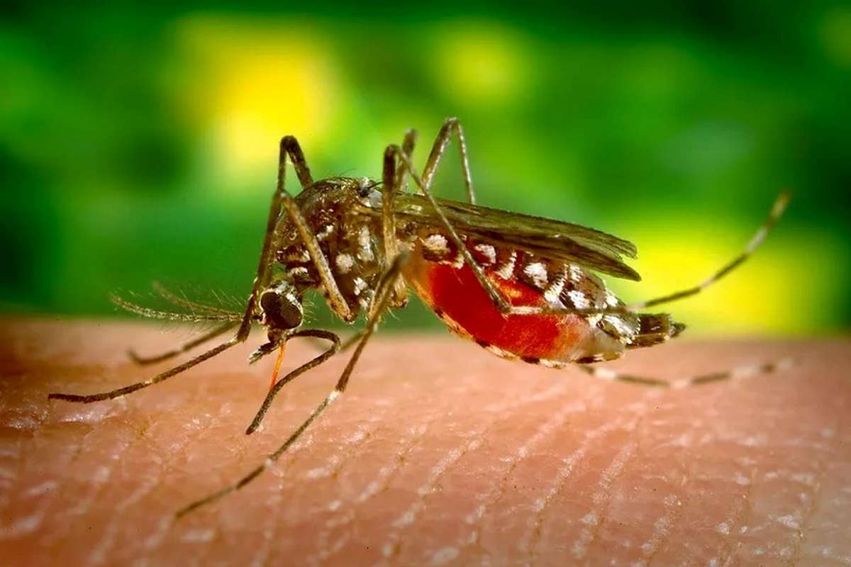 Em epidemia, Minas Gerais passa de 100 mil casos confirmados de dengue | O TEMPO