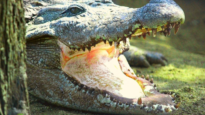 Bass Pro Shop Embroiled in a Lawsuit Over 600,000 Pounds of Alligator Meat