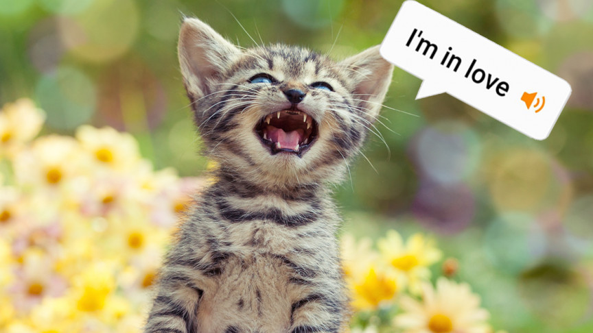 Ex-Amazon Engineer Designs App that Reportedly Translates Cat Meows