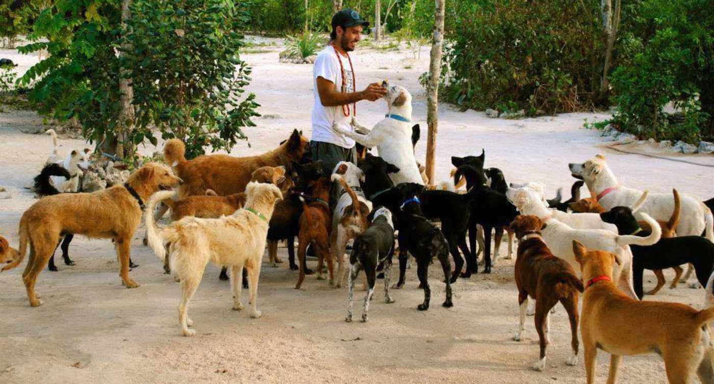 Man Opens Up His Home to Shelter 300 Dogs From a Hurricane: ‘It doesn’t matter if the house is dirty’