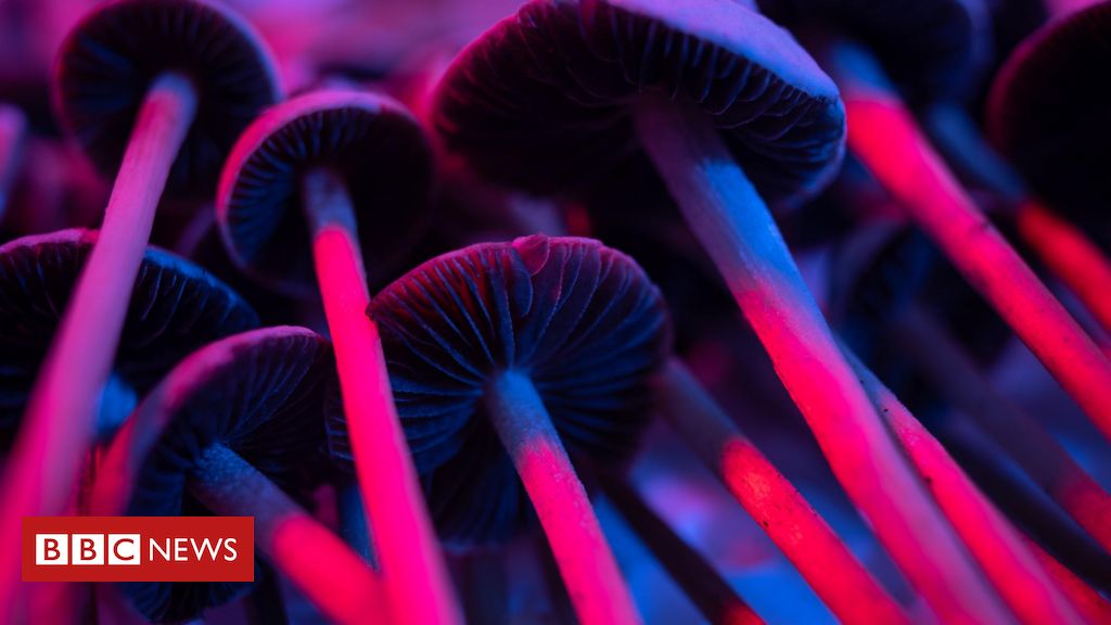 Como ‘vazio legal’ impulsiona consumo e venda de cogumelos psicodélicos no Brasil - BBC News Brasil