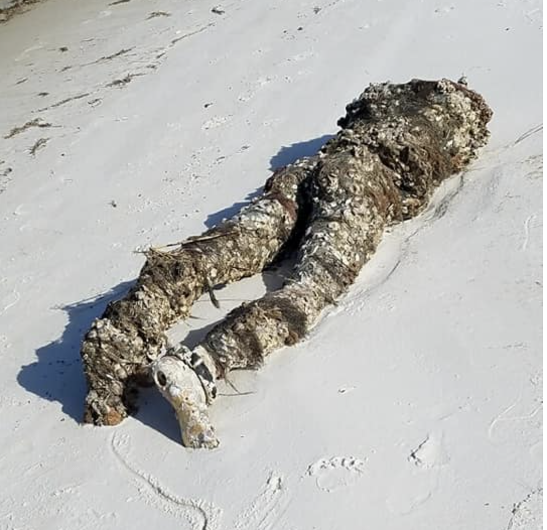 Florida beachgoers call 911 after stumbling upon bizarre sight: 'That would scare the hell out of me'