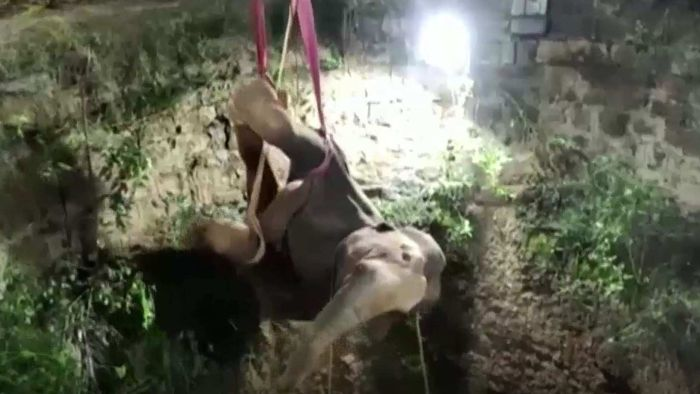 Elephant rescued with a crane after falling into well