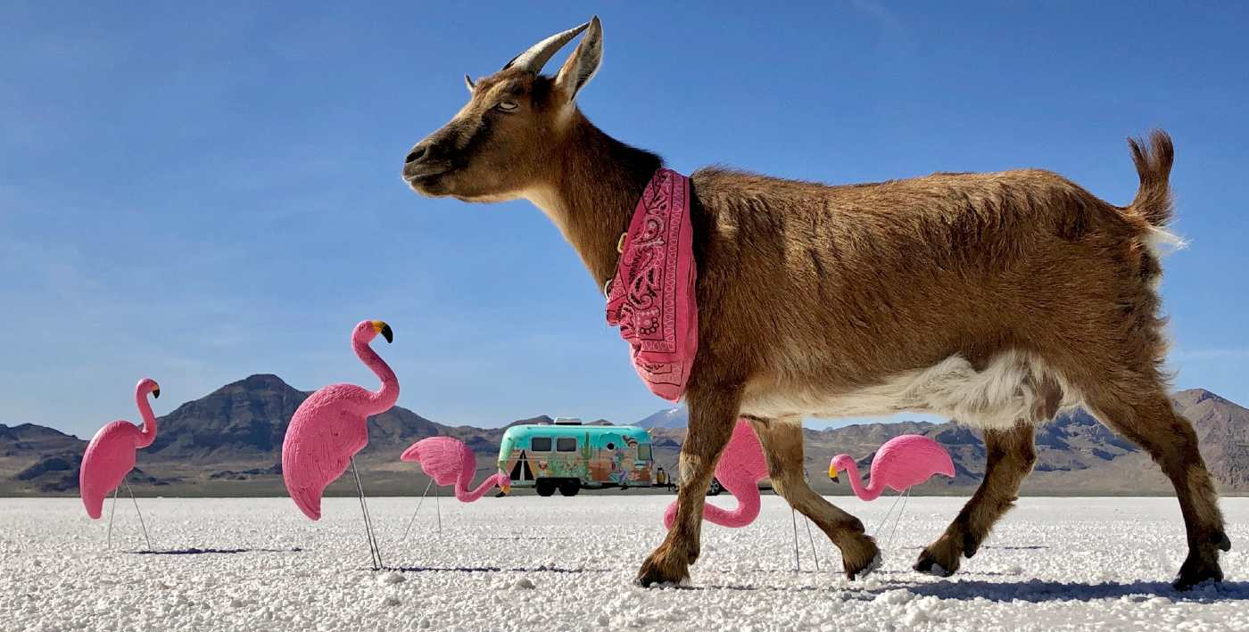 ‘Frankie the Adventure Goat’ Has Traveled Over 60,000 Miles Across America in Epic Road Trip - LOOK