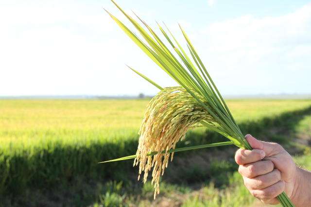 Brasil está entre os principais produtores de arroz do mundo