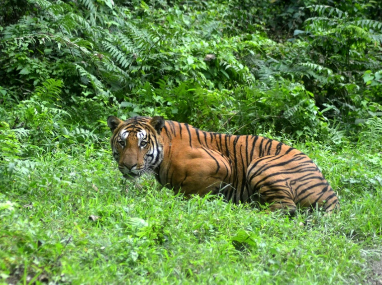 Preservar os tigres na Índia também serve para combater as mudanças climáticas