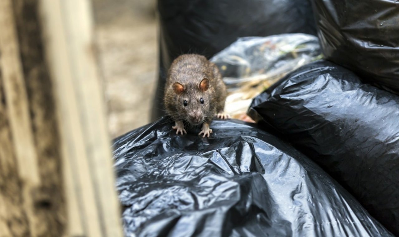 Prefeita de Paris pede que cidadãos convivam com ratos