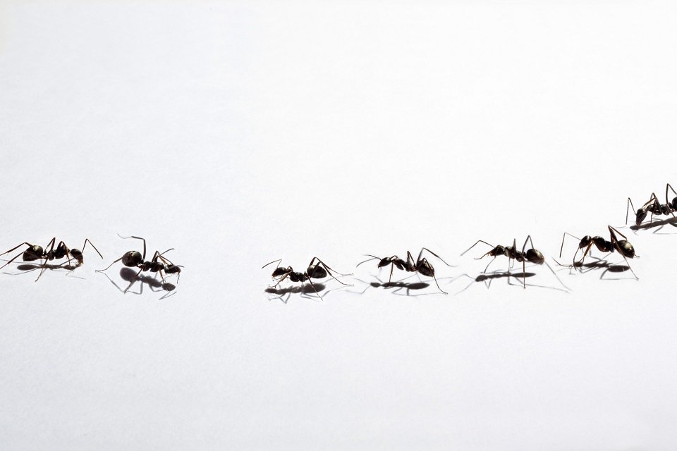 Cientistas descobrem como tênia faz formigas viverem mais