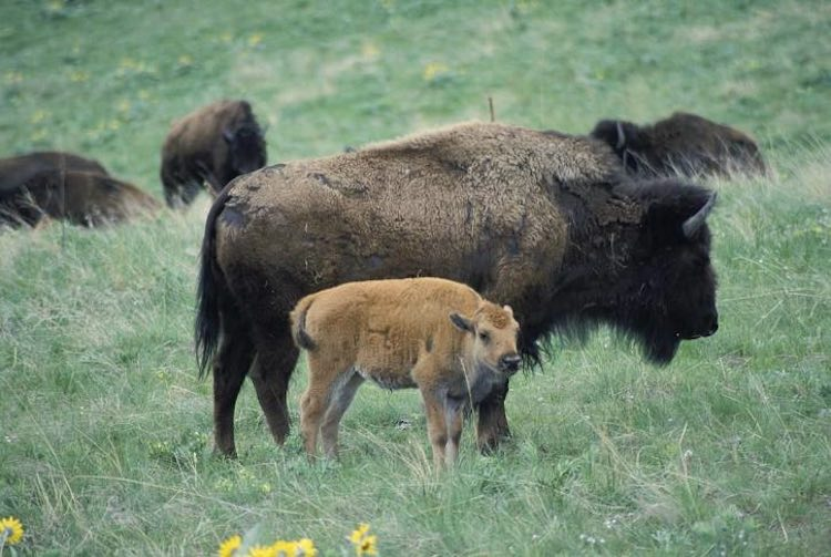 Conservation Success for European Bison is ‘Living Proof’ That Ambitious Biodiversity Targets Work
