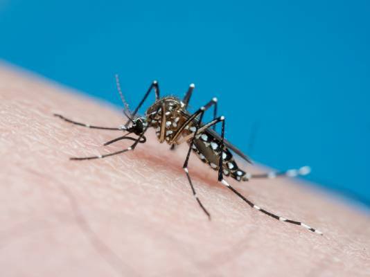 Vacina da dengue chega ao Brasil. Tire suas dúvidas