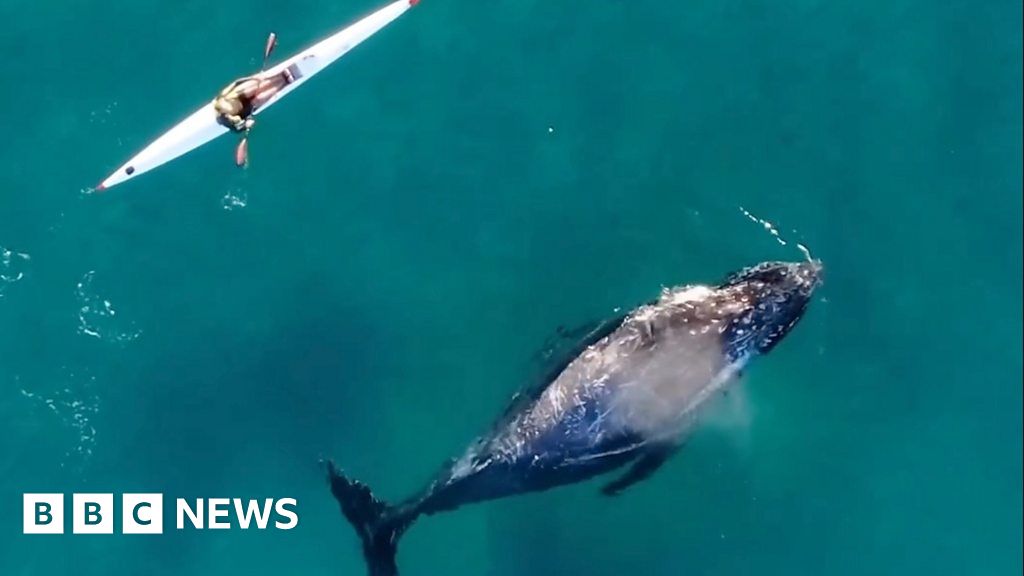 Watch 'curious' whale follow kayaker in Sydney
