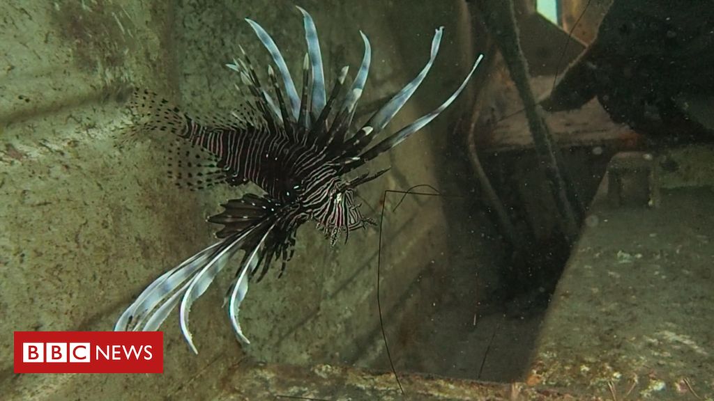Peixe-leão: a espécie venenosa que invadiu mar brasileiro e pode se espalhar pelo litoral em menos de 2 anos - BBC News Brasil