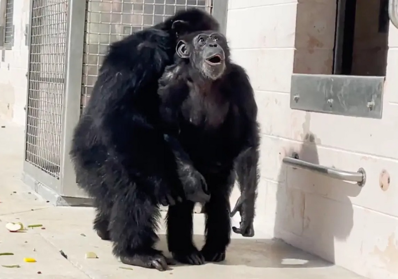 Chimpanzé criada 28 anos em laboratório vê o céu pela 1ª vez e se emociona; Vídeo - Só Notícia Boa