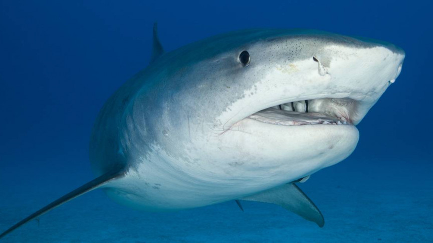Shark That Killed Maui Surfer Identified by DNA from Its Mucus