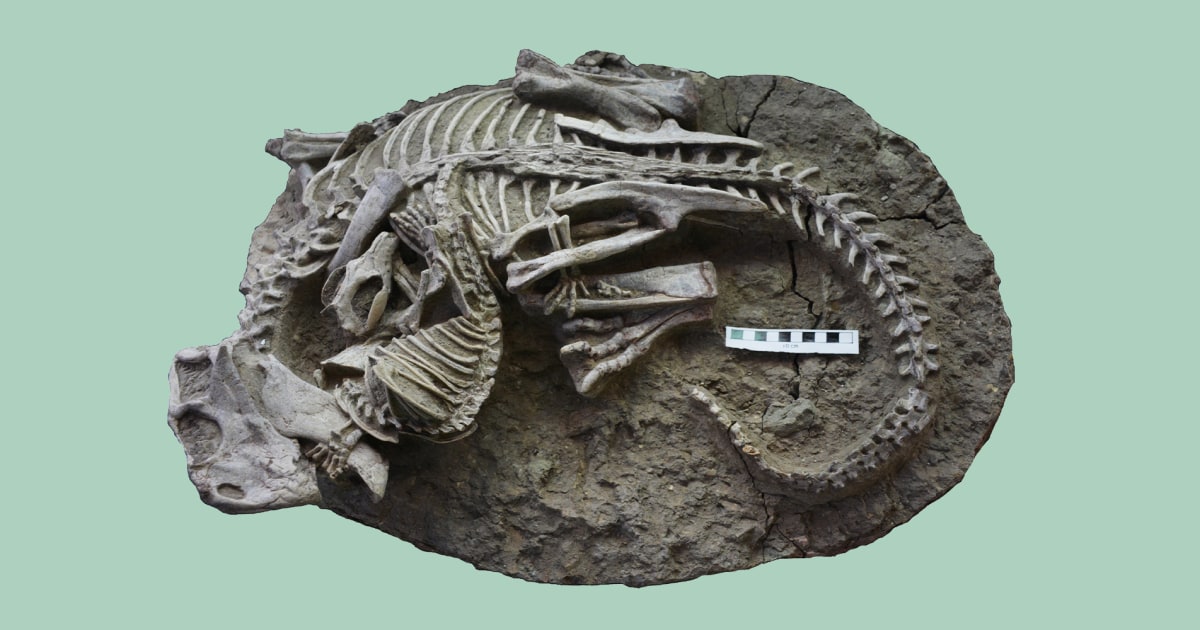 Rare and dramatic fossil shows small mammal attacking larger dinosaur