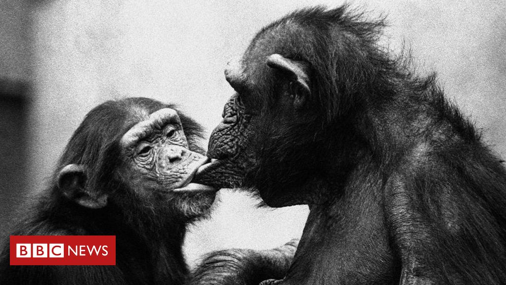 Chimpanzé assexual e bonobos bissexuais: o que primatas revelam sobre sexo e gênero em humanos, segundo cientista - BBC News Brasil