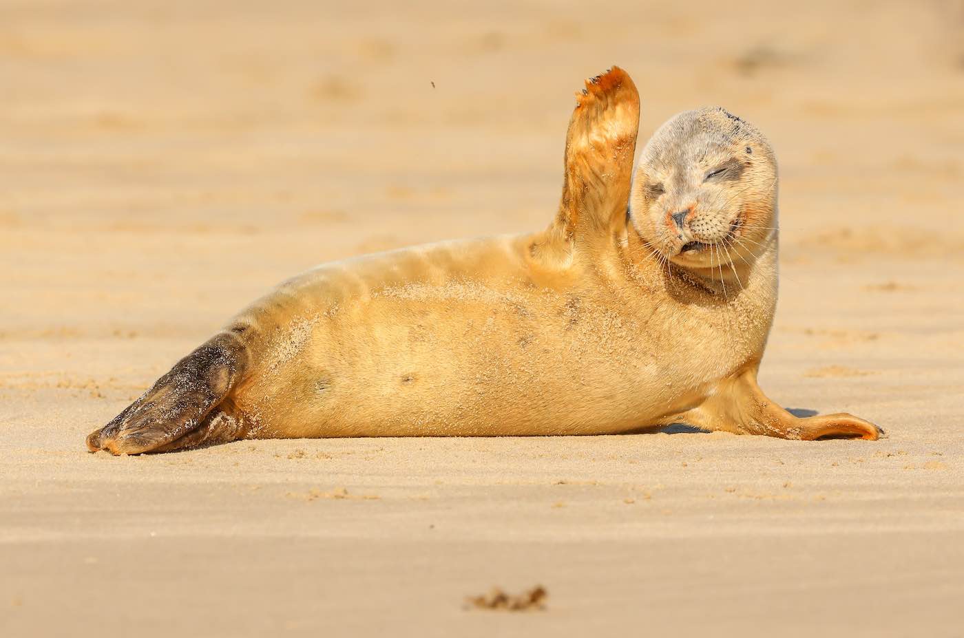 Sealed With a Wave: Young Pup Gives Photographer a Moment to Remember While Lounging on the Beach