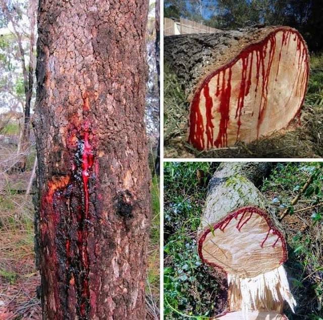 Bloodwood Tree - A Arvore que sangra