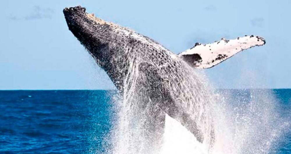 Temporada de baleias Jubarte no Brasil é monitorada por órgãos ambientais