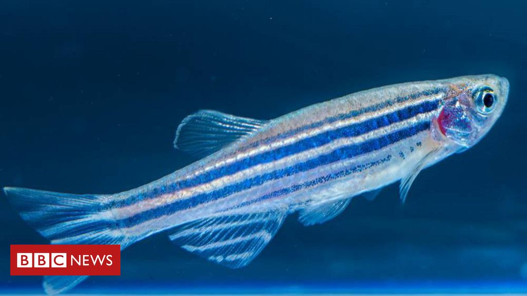 Veneno de peixe: a pesquisa do Butantan que foi revisada por crianças - BBC News Brasil