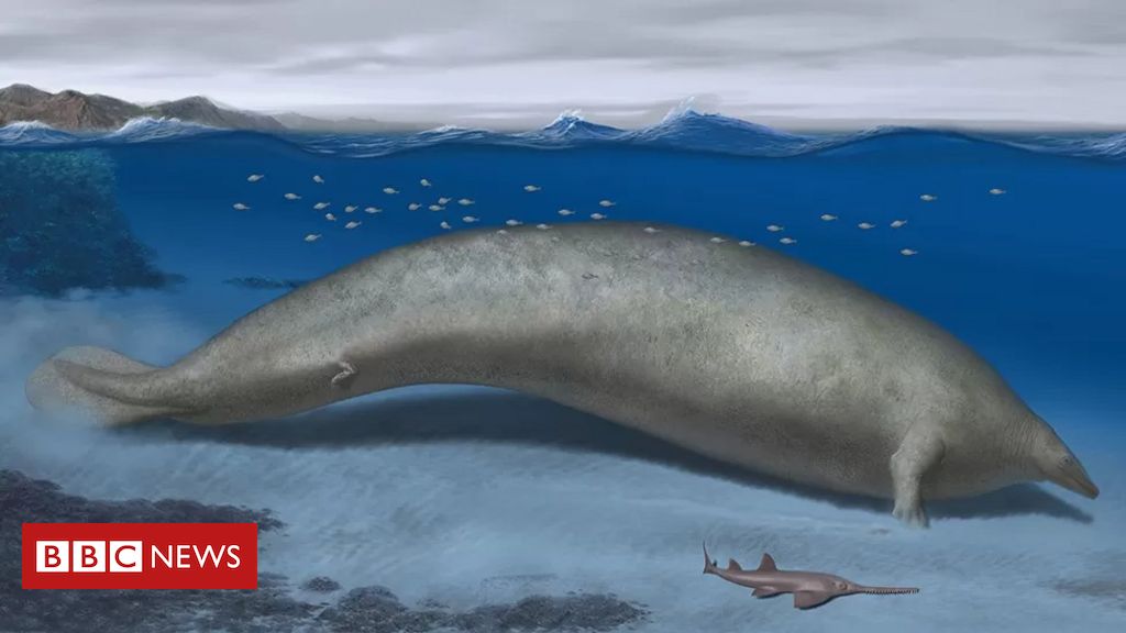 O fóssil encontrado no Peru que pode ter sido do animal 'mais pesado que já existiu' - BBC News Brasil