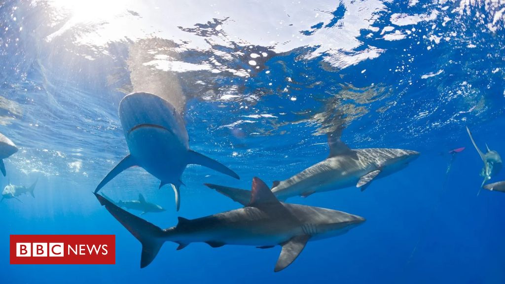 Traje de banho pode atrair tubarões? - BBC News Brasil