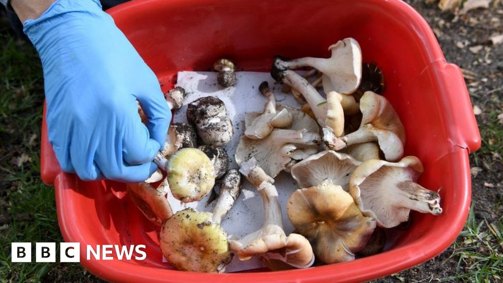 Mushroom poisoning deaths: Family lunch mystery grips Australia