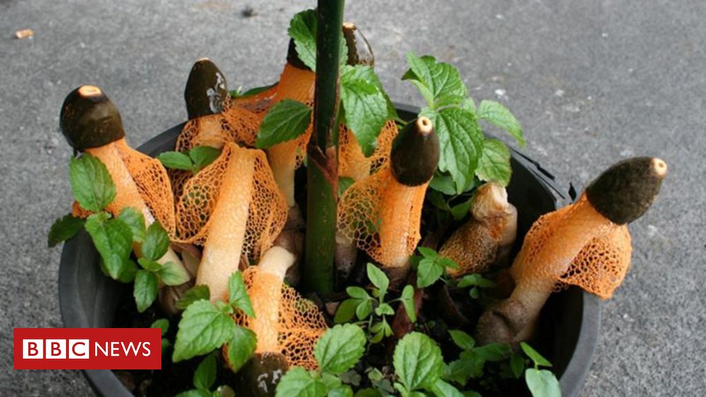O mistério do fungo que prometia o orgasmo feminino e foi um fiasco - BBC News Brasil