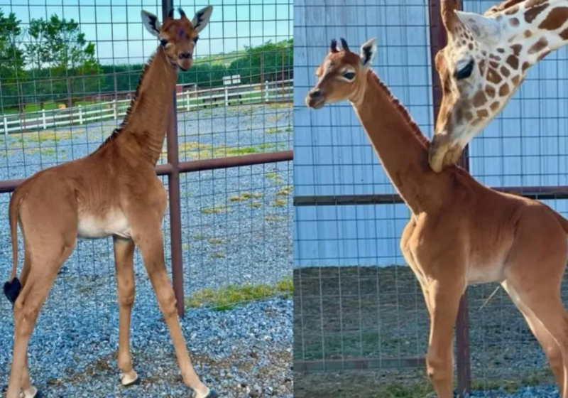 Filhote de girafa nasce sem pintas. O único assim conhecido no mundo - Só Notícia Boa