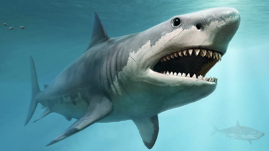 Ancient Shark Megalodon Grew So Big by Eating Their Siblings in the Womb