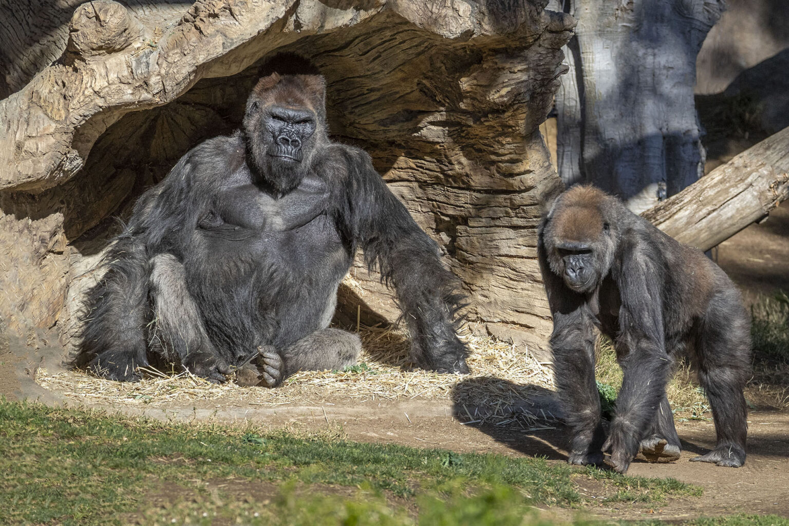 Gorilla Troop at the San Diego Zoo Test Positive for COVID-19 - Breaking911