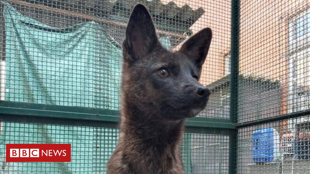 O misterioso animal híbrido de 'raposa' e cão encontrado em estrada do RS - BBC News Brasil